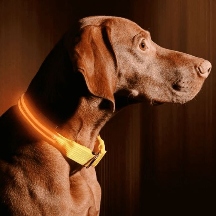 Coleira brilhante ajustável de LED - Legacy Street